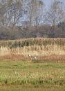 Click image for larger version. 

Name:	12. Two Grey Heron take a nap - or so it seems.JPG 
Views:	559 
Size:	351.5 KB 
ID:	18097