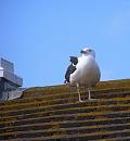 Click image for larger version. 

Name:	Great Black-backed Gull.JPG 
Views:	475 
Size:	236.0 KB 
ID:	18109