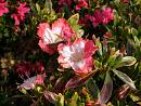 Click image for larger version. 

Name:	3. Azaleas in autumn.JPG 
Views:	579 
Size:	512.3 KB 
ID:	18132