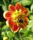 Click image for larger version. 

Name:	4. Dahlia with late autumn Bumblebee.JPG 
Views:	458 
Size:	290.9 KB 
ID:	18133