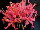 Click image for larger version. 

Name:	7. Nerine in bloom.JPG 
Views:	449 
Size:	271.0 KB 
ID:	18136