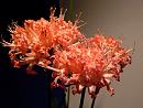 Click image for larger version. 

Name:	8. A Nerine to die for.JPG 
Views:	432 
Size:	300.1 KB 
ID:	18137