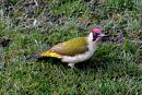 Click image for larger version. 

Name:	Green Woodpecker 001.JPG 
Views:	205 
Size:	422.2 KB 
ID:	18196