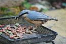 Click image for larger version. 

Name:	How many mealworms...JPG 
Views:	215 
Size:	308.1 KB 
ID:	18228