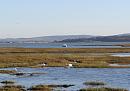 Click image for larger version. 

Name:	1. Swans on marshes (Yarmouth, IofW in background).jpg 
Views:	650 
Size:	286.5 KB 
ID:	18231