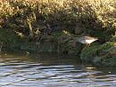 Click image for larger version. 

Name:	2. Redshank's indecision.JPG 
Views:	641 
Size:	307.3 KB 
ID:	18232