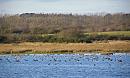 Click image for larger version. 

Name:	6. Brent Geese at Keyhaven.jpg 
Views:	586 
Size:	289.5 KB 
ID:	18238