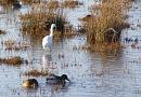 Click image for larger version. 

Name:	12. Little Egret and pals.jpg 
Views:	645 
Size:	380.4 KB 
ID:	18242
