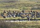 Click image for larger version. 

Name:	02.  Brent Geese at Stanpit.jpg 
Views:	695 
Size:	404.8 KB 
ID:	18254