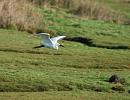 Click image for larger version. 

Name:	04.  Egret in flight.JPG 
Views:	604 
Size:	336.3 KB 
ID:	18259