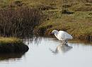 Click image for larger version. 

Name:	06.  Little Egret fishing.JPG 
Views:	527 
Size:	353.9 KB 
ID:	18261