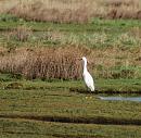 Click image for larger version. 

Name:	07.  Little Egret stretching.JPG 
Views:	545 
Size:	321.3 KB 
ID:	18262