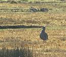 Click image for larger version. 

Name:	08.  Curlew with Redshank group b.jpg 
Views:	565 
Size:	281.9 KB 
ID:	18263