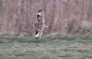 Click image for larger version. 

Name:	Short-Eared Owl (7).JPG 
Views:	260 
Size:	221.7 KB 
ID:	18291