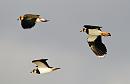 Click image for larger version. 

Name:	Lapwing 02.jpg 
Views:	202 
Size:	251.8 KB 
ID:	18311
