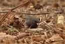 Click image for larger version. 

Name:	dark-eyed_Junco_P1312778.jpg 
Views:	293 
Size:	167.7 KB 
ID:	18366