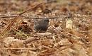 Click image for larger version. 

Name:	dark-eyed_Junco_P1312779.jpg 
Views:	337 
Size:	217.5 KB 
ID:	18367