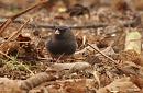 Click image for larger version. 

Name:	dark-eyed_Junco_P1312781.jpg 
Views:	265 
Size:	109.7 KB 
ID:	18368