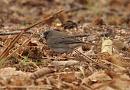 Click image for larger version. 

Name:	dark-eyed_Junco_P1312799.jpg 
Views:	292 
Size:	165.9 KB 
ID:	18369