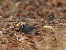 Click image for larger version. 

Name:	dark-eyed_Junco_P1312821.jpg 
Views:	258 
Size:	156.9 KB 
ID:	18370
