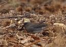 Click image for larger version. 

Name:	dark-eyed_Junco_P1312831.jpg 
Views:	277 
Size:	108.9 KB 
ID:	18371