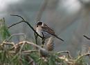 Click image for larger version. 

Name:	reed_bunting_P1312876.jpg 
Views:	264 
Size:	148.9 KB 
ID:	18380