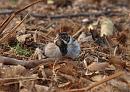 Click image for larger version. 

Name:	reed_bunting_P1312864.jpg 
Views:	259 
Size:	178.3 KB 
ID:	18385