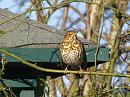 Click image for larger version. 

Name:	Song Thrush in the sun b.jpg 
Views:	173 
Size:	334.3 KB 
ID:	18454