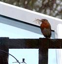 Click image for larger version. 

Name:	Robin nesting 2.JPG 
Views:	444 
Size:	198.6 KB 
ID:	18496