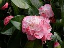 Click image for larger version. 

Name:	Exbury Camellias 1.JPG 
Views:	360 
Size:	337.8 KB 
ID:	18520