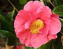 Click image for larger version. 

Name:	Exbury Camellias 2.JPG 
Views:	391 
Size:	344.2 KB 
ID:	18521