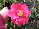 Click image for larger version. 

Name:	Exbury Camellias 3.JPG 
Views:	370 
Size:	366.4 KB 
ID:	18522