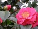 Click image for larger version. 

Name:	Exbury Camellias 4.JPG 
Views:	374 
Size:	374.0 KB 
ID:	18523