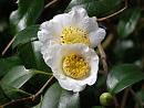 Click image for larger version. 

Name:	Exbury Camellias 5.JPG 
Views:	385 
Size:	386.9 KB 
ID:	18524