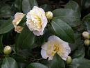 Click image for larger version. 

Name:	Exbury Camellias 6.JPG 
Views:	371 
Size:	432.9 KB 
ID:	18525