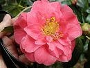 Click image for larger version. 

Name:	Exbury Camellias 7.JPG 
Views:	394 
Size:	459.8 KB 
ID:	18526