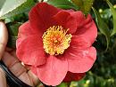Click image for larger version. 

Name:	Exbury Camellias 8.JPG 
Views:	365 
Size:	481.6 KB 
ID:	18527