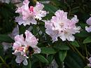 Click image for larger version. 

Name:	Exbury Rhododendrons 1.jpg 
Views:	384 
Size:	342.5 KB 
ID:	18528