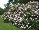 Click image for larger version. 

Name:	Exbury Rhododendrons 1b.JPG 
Views:	369 
Size:	570.8 KB 
ID:	18529