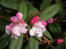 Click image for larger version. 

Name:	Exbury Rhododendrons 2.JPG 
Views:	358 
Size:	436.5 KB 
ID:	18530