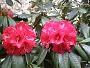 Click image for larger version. 

Name:	Exbury Rhododendrons 3.JPG 
Views:	380 
Size:	501.2 KB 
ID:	18531