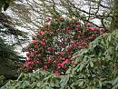 Click image for larger version. 

Name:	Exbury Rhododendrons 5.JPG 
Views:	380 
Size:	521.4 KB 
ID:	18533