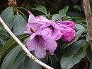 Click image for larger version. 

Name:	Exbury Rhododendrons 6.JPG 
Views:	382 
Size:	392.2 KB 
ID:	18534