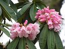 Click image for larger version. 

Name:	Exbury Rhododendrons 7.JPG 
Views:	376 
Size:	423.5 KB 
ID:	18535