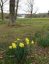 Click image for larger version. 

Name:	Daffodil meadow.JPG 
Views:	402 
Size:	433.7 KB 
ID:	18538