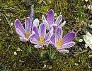 Click image for larger version. 

Name:	Crocus.JPG 
Views:	389 
Size:	461.4 KB 
ID:	18539