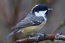 Click image for larger version. 

Name:	Coal-tit.jpg 
Views:	482 
Size:	105.7 KB 
ID:	18548