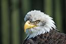 Click image for larger version. 

Name:	Bald Eagle.jpg 
Views:	605 
Size:	428.4 KB 
ID:	18605
