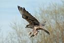 Click image for larger version. 

Name:	Bird of prey.jpg 
Views:	714 
Size:	325.5 KB 
ID:	18607