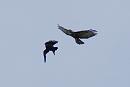 Click image for larger version. 

Name:	Buzzard and crow 1.jpg 
Views:	440 
Size:	432.7 KB 
ID:	18610